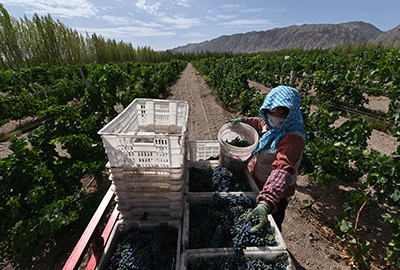 新疆巴音郭楞：10萬畝“戈壁灘”釀酒葡萄豐收，農民加緊采收圖片素材
