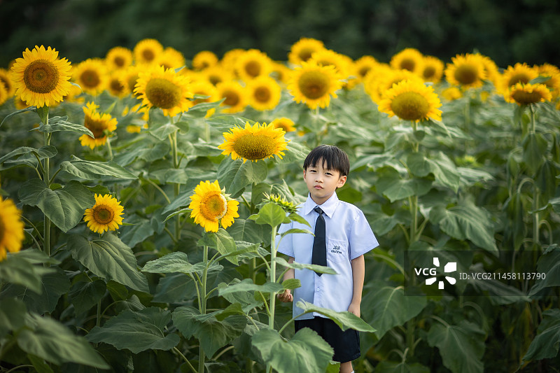 在向日葵花丛中的小男孩图片素材