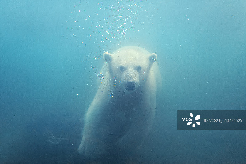 北極熊在水下游泳。圖片素材
