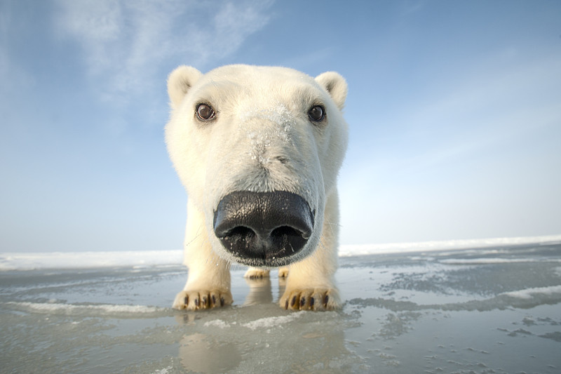 阿拉斯加北極海岸波弗特海，一只好奇的北極熊幼崽正在靠近相機，正在結冰的秋季新形成的浮冰上圖片素材