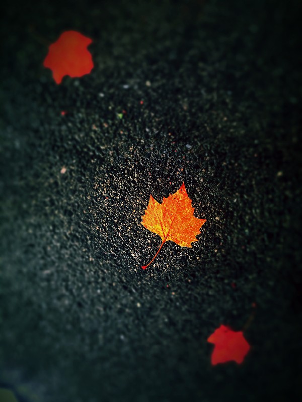 秋葉圖片素材