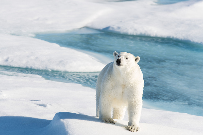 浮冰上的北极熊图片下载