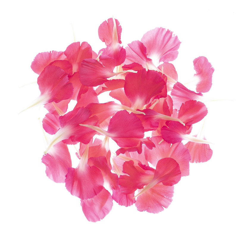 透光下新鮮美麗的康乃馨花瓣圖片素材