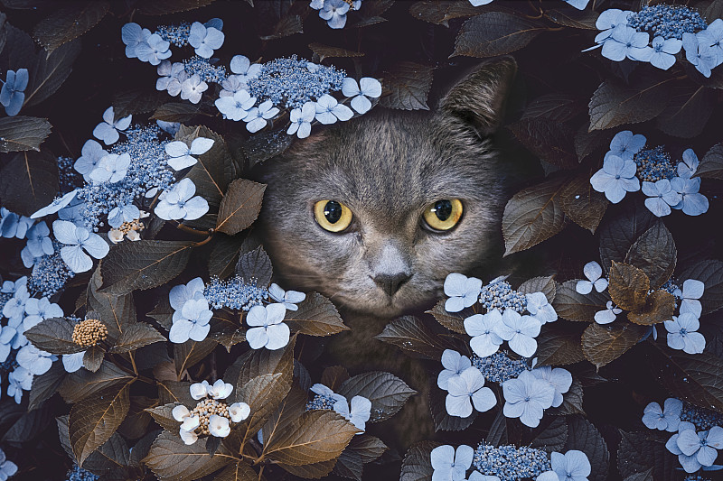 灰猫躲在一束绣球花里图片下载