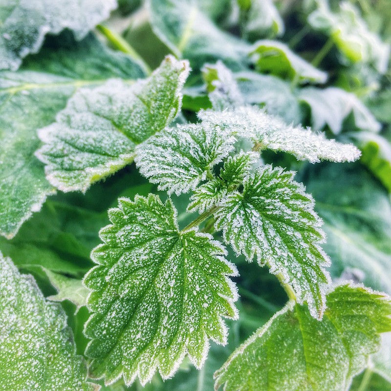 冬季冰凍植物特寫圖片素材