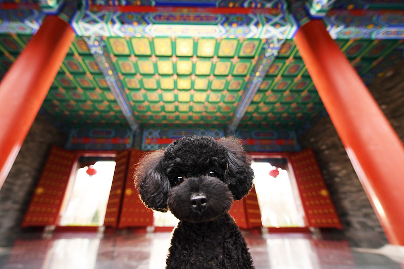 黑色貴賓犬與中國風圖片素材