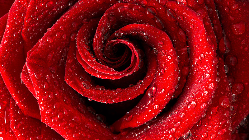 濕玫瑰極端近距離，索爾尼尼，索爾尼尼區，俄羅斯圖片素材