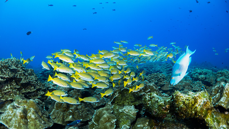 礁石上的一群四線笛鯛圖片素材