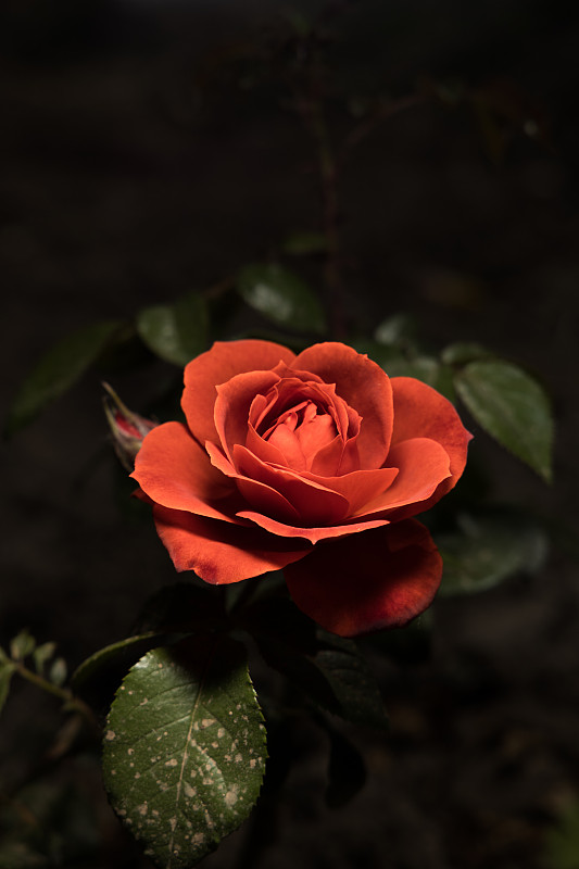 一朵盛開的紅色月季花圖片素材