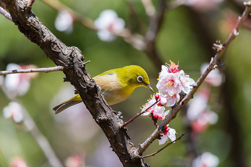 鳥棲息在櫻花樹上的特寫，東京，日本圖片素材