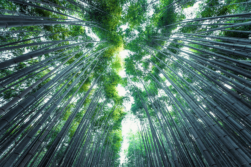 森林中竹子的低角度視圖圖片素材