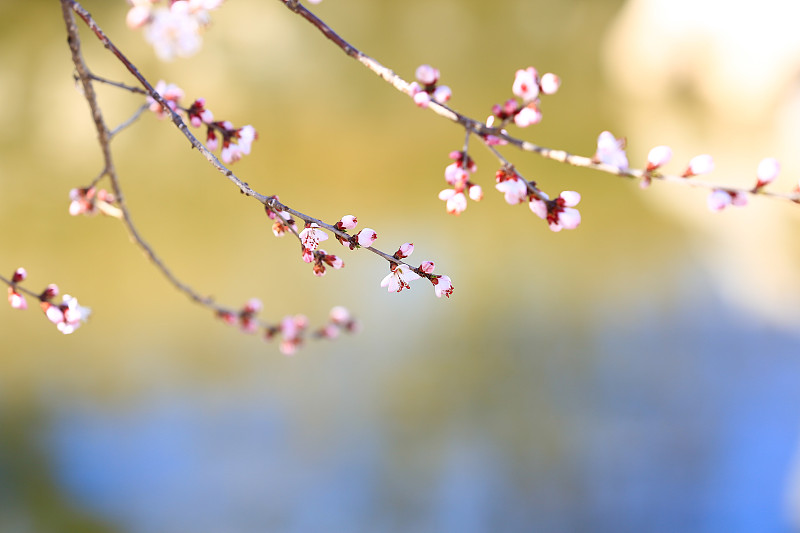 春分節氣北京植物園的山桃花綻放圖片下載