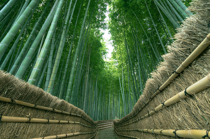 日本嵐山竹林小道圖片素材