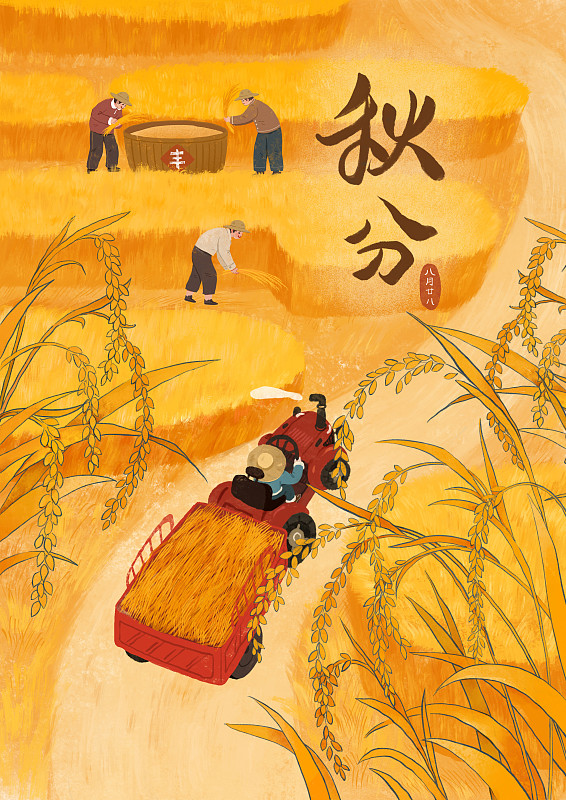 秋分節氣插畫稻田的豐收季圖片