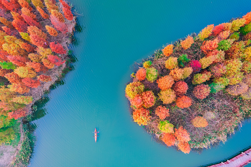 航拍江蘇蘇州虎丘濕地公園秋天紅杉林自然人文風光圖片下載