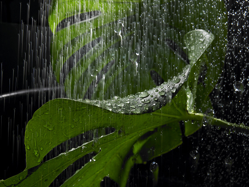雨中的绿叶图片下载