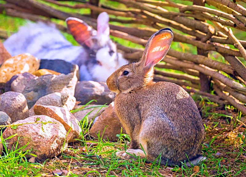 陽光兔子在農場的綠草上圖片素材