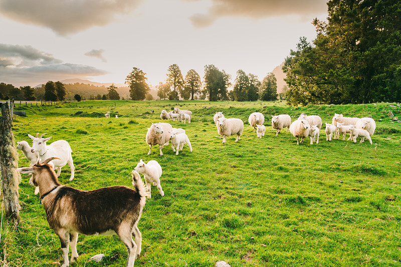 以自然景觀為背景的新西蘭南島白羊群圖片素材