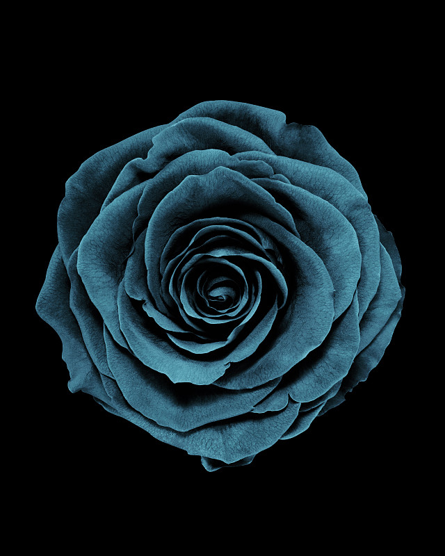 頭頂上的一個藍色玫瑰花頭的特寫，孤立在黑色的背景圖片素材