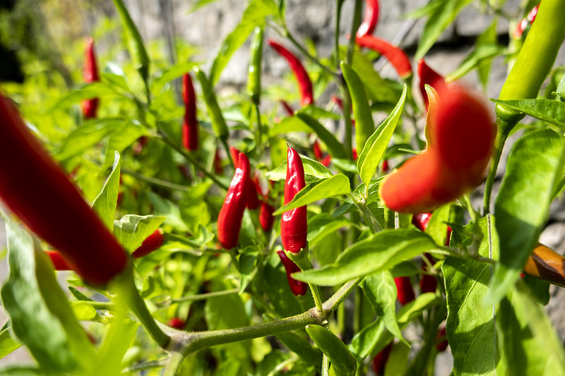 紅辣椒在生物花園中生長圖片素材