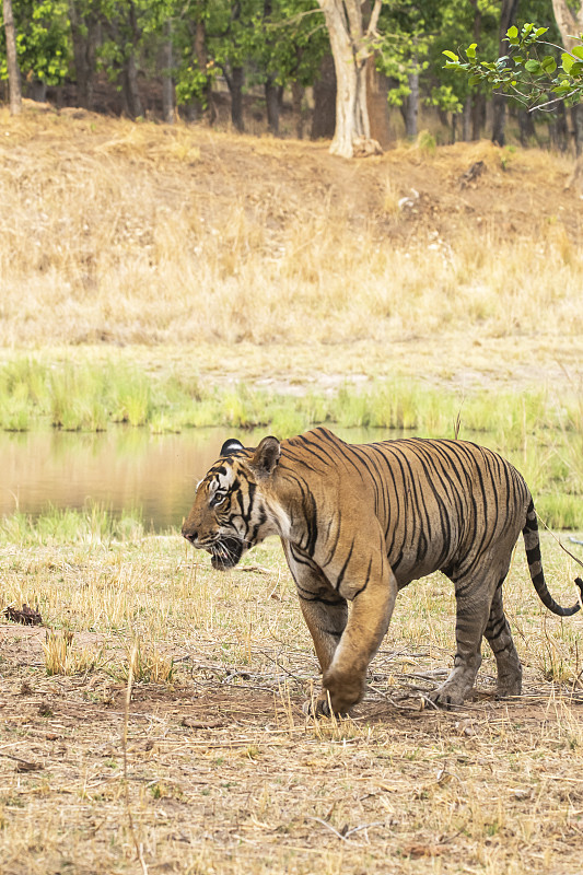 在Bandhavgarh國家公園的野生動物狩獵之旅中，一只雄性老虎在一個夏天的高峰日走在森林的軌道上攝影圖片
