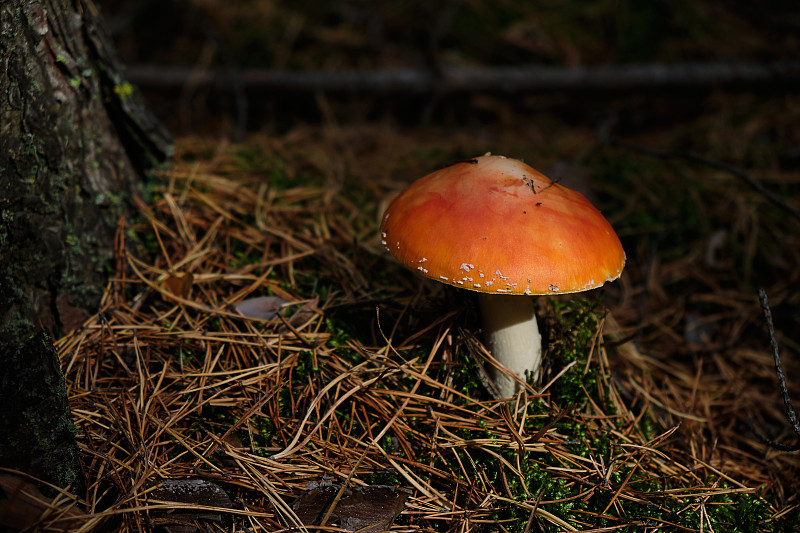 一個孤獨的飛木耳，一個毒蘑菇，在一個陽光燦爛的日子，在秋天的森林里。替代和替代醫學的概念。美是自然的。攝影圖片
