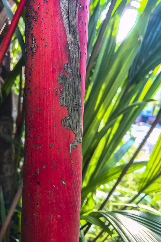 新加坡，封蠟棕櫚攝影圖片