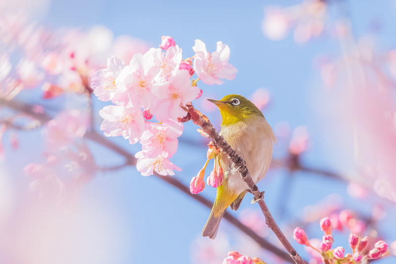 鸟栖息在樱花上的特写，东京，日本图片下载