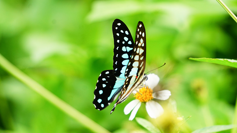 吃花粉的蓝蝴蝶图片下载