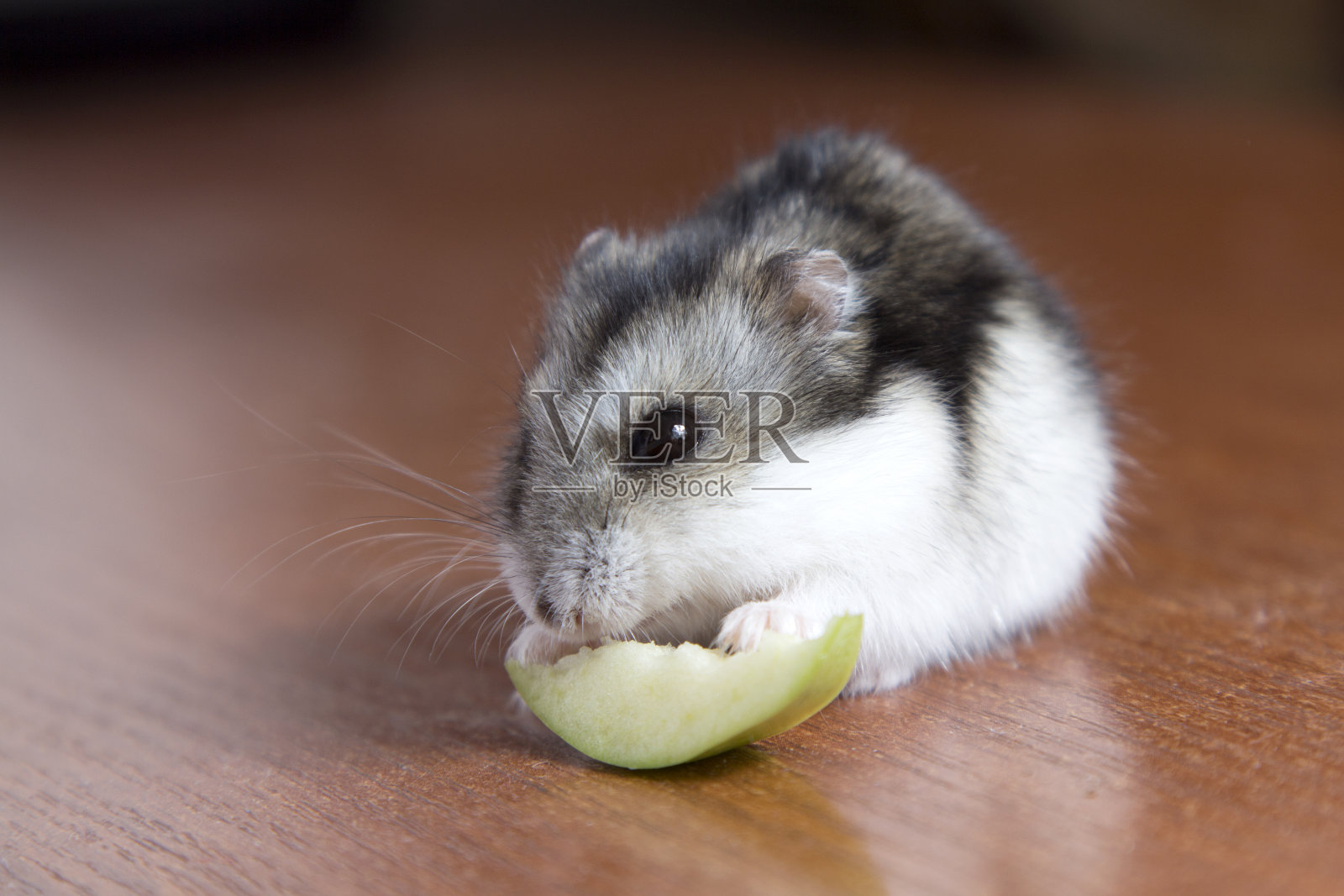 可爱的仓鼠吃了一片苹果照片摄影图片
