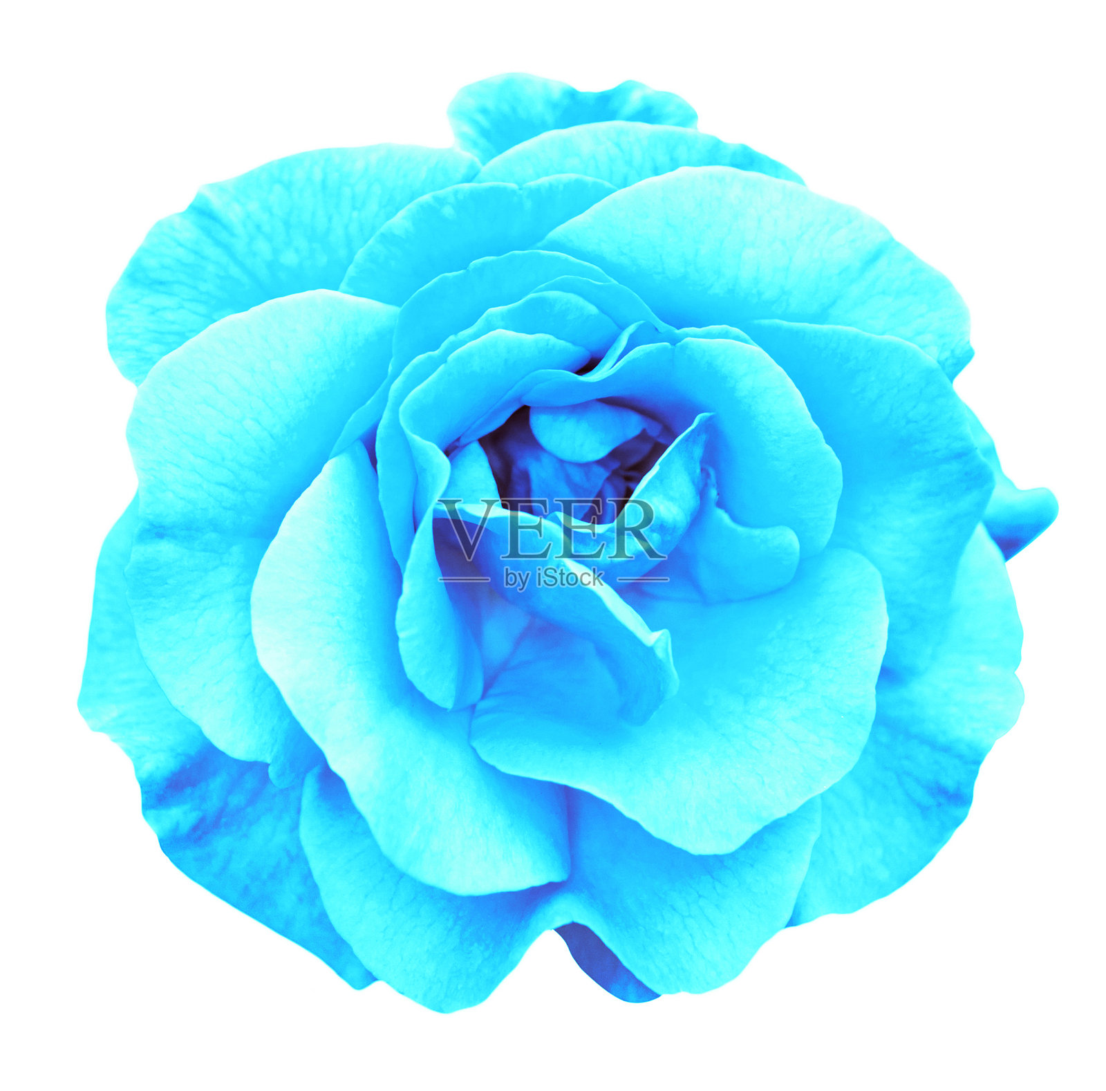 青色玫瑰花大孤立在白色上照片摄影图片