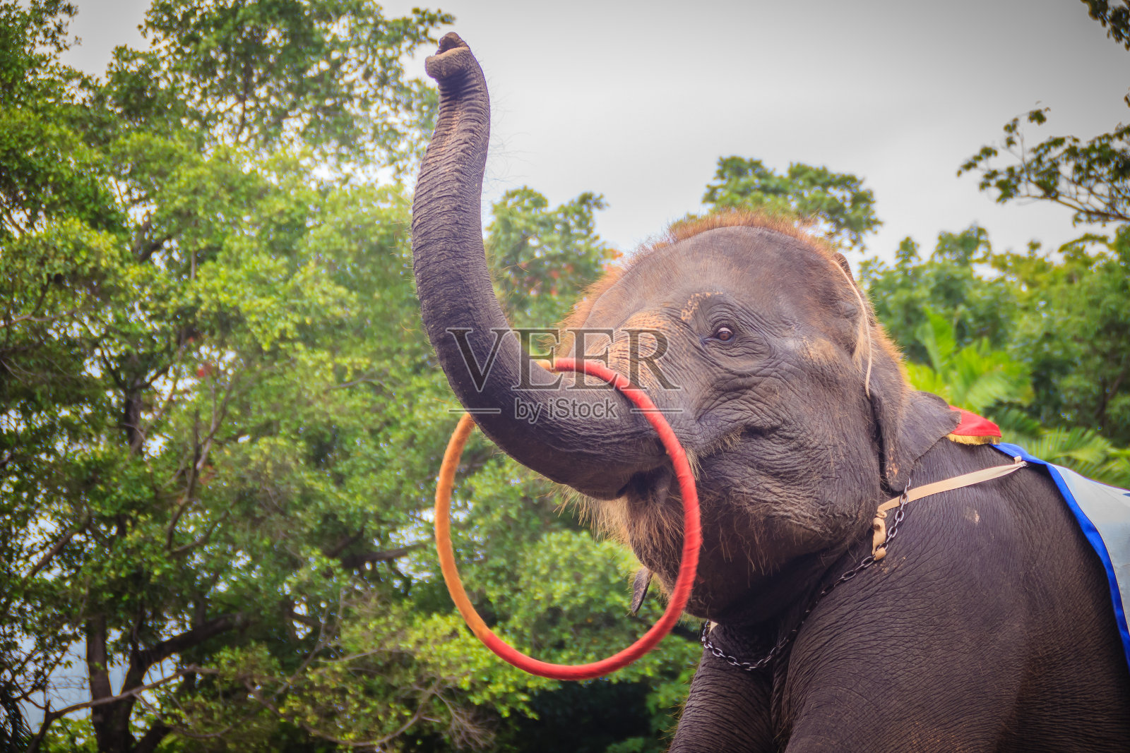 小象用鼻子玩呼啦圈照片摄影图片