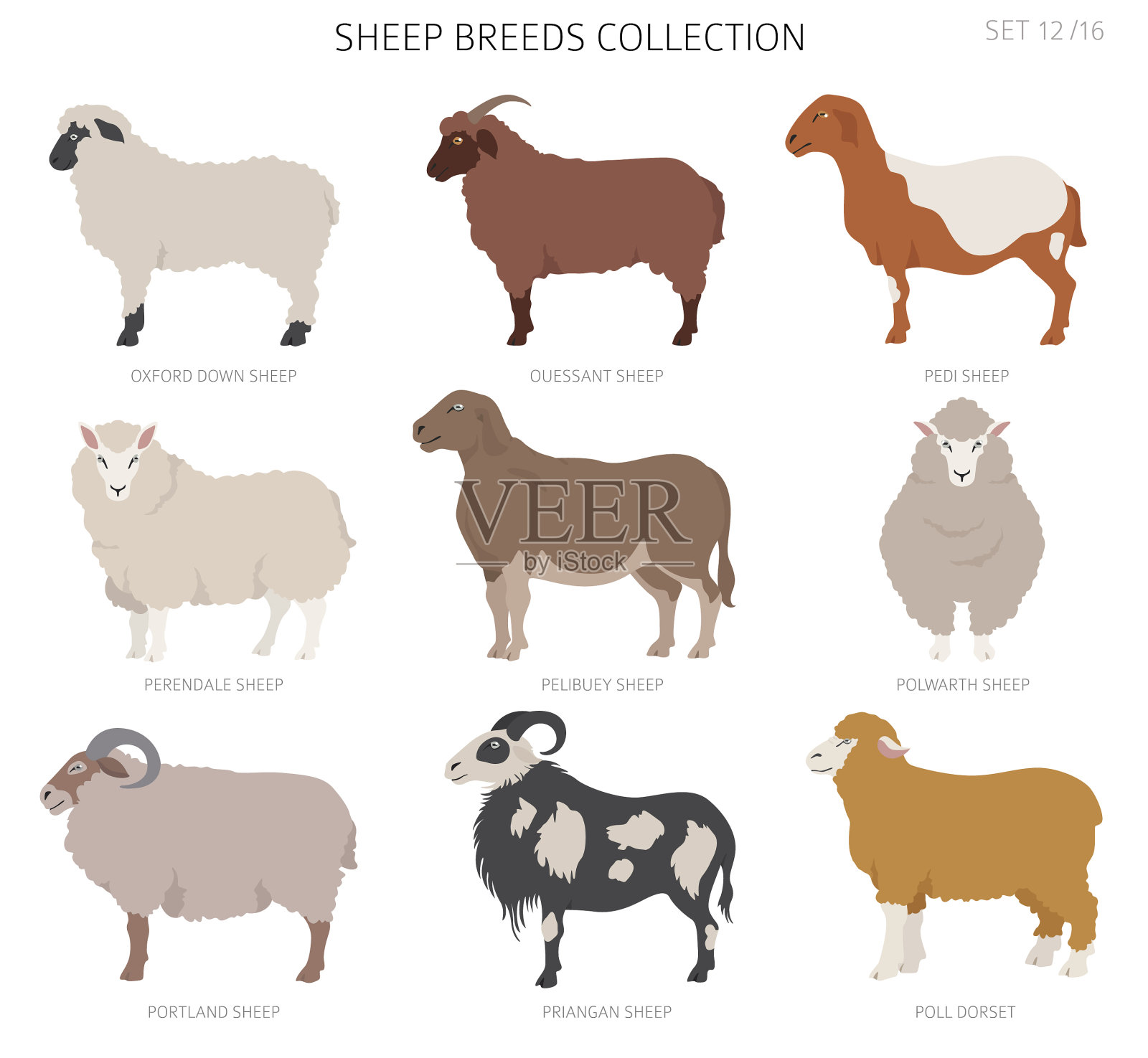 羊的品种集合了12只家畜图标素材