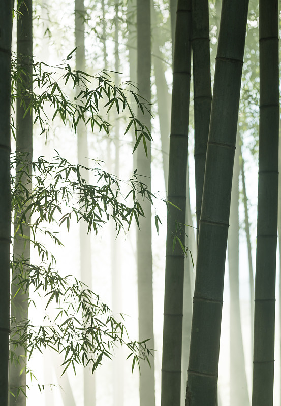 陽光下的竹林薄霧圖片素材