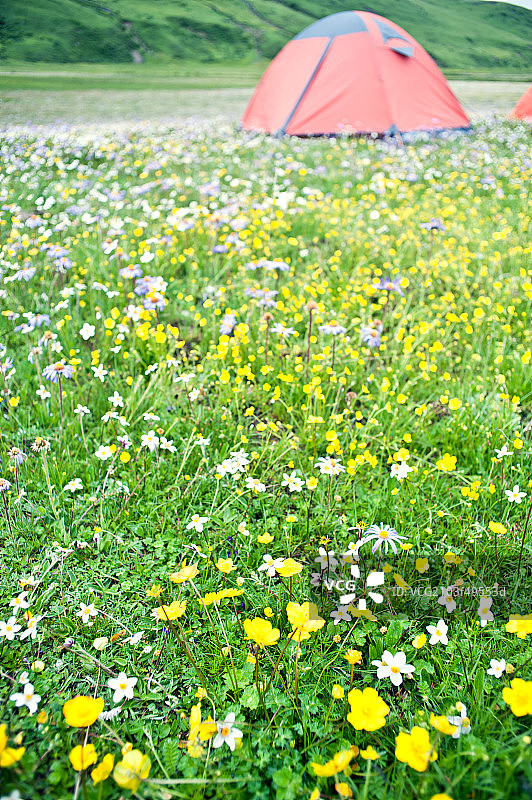 夏季开满鲜花的草原图片素材