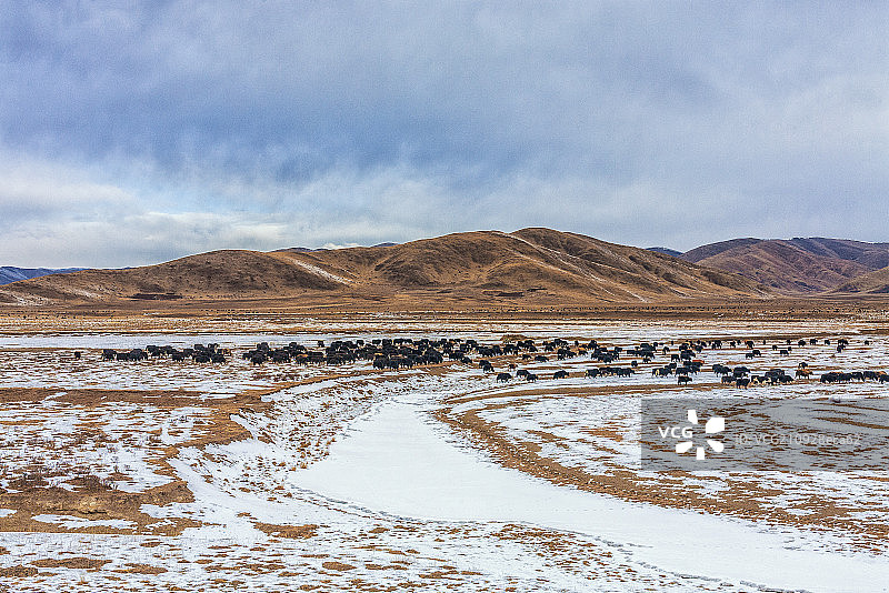 冬季月亮湾 草地湿地 放牧 景点图片素材