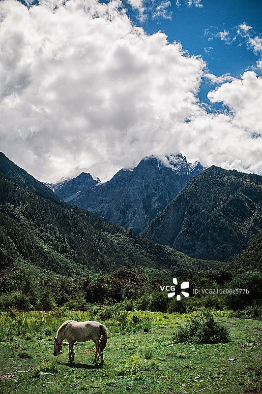 中国西藏林地区芝自然景观图片素材