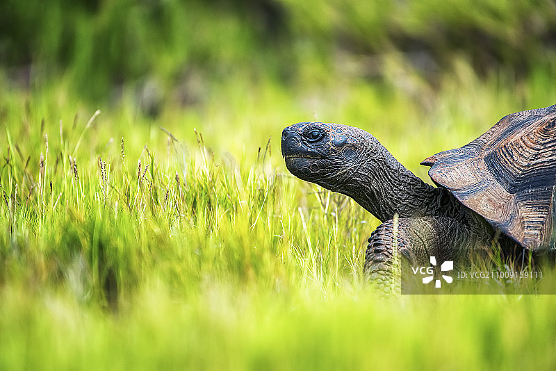 一只加拉帕戈斯陆龟在草地上行走，头部和部分龟壳的侧面图。图片素材