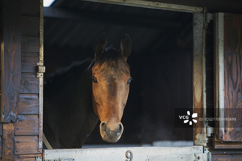 一匹纯种栗色马，在马厩里向外张望。图片素材