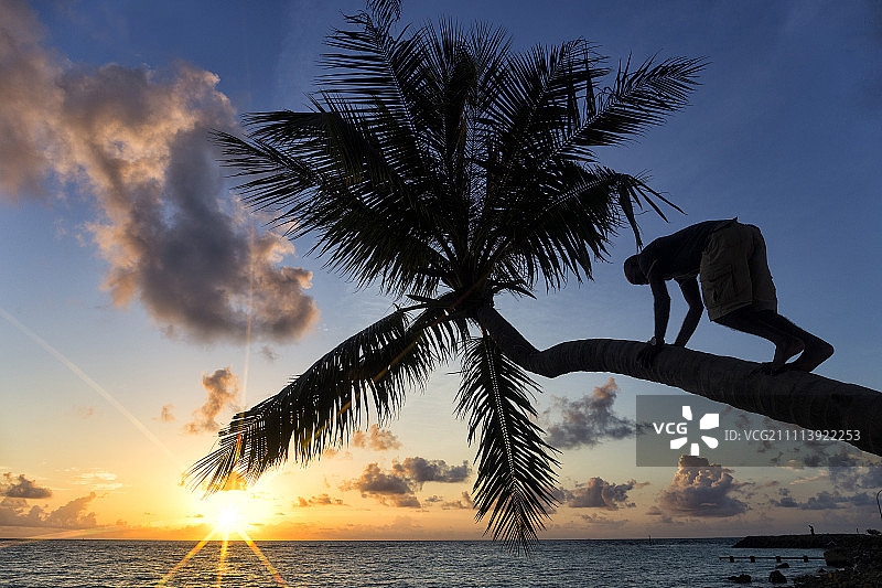 热带沙滩上爬棕榈树的人的剪影图片素材