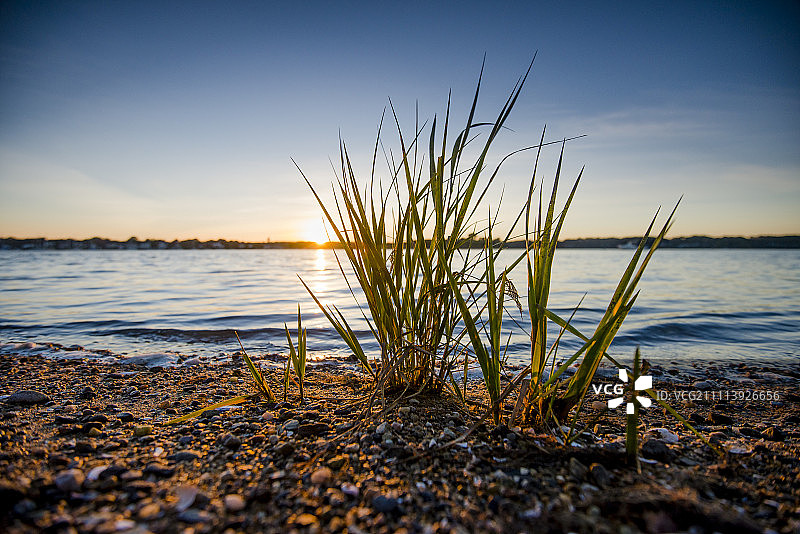 威克福德海湾日落时海滩草的特写图片素材