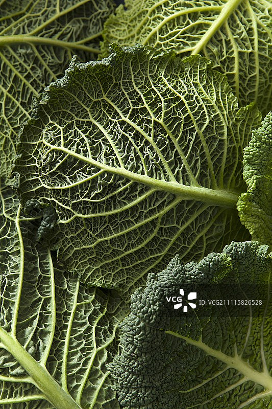 近距离拍摄的萨伏伊卷心菜叶子的细节图片素材