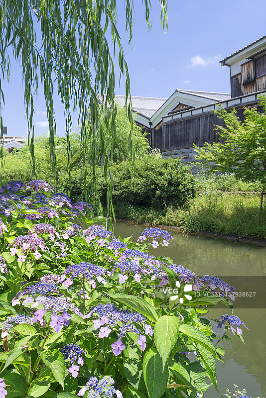 绣球和清酒厂(Gekkeikan Okura清酒博物馆)与运河，Fushimi，日本京都图片素材