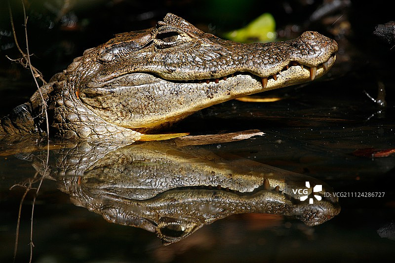 鳄鱼头在水中的特写图片素材