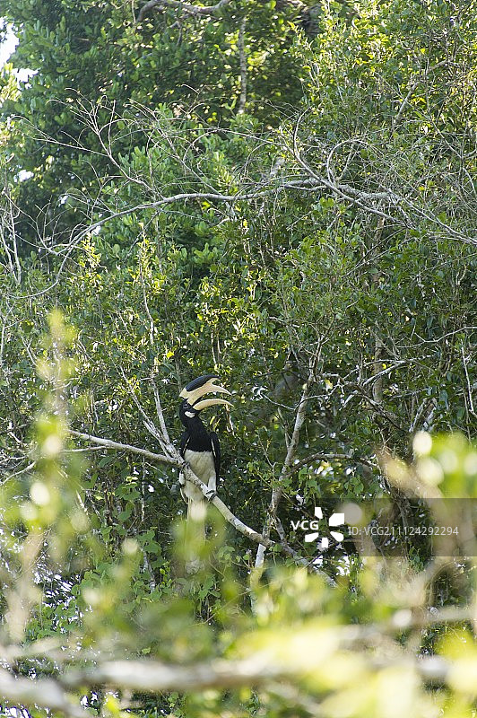 斯里兰卡亚拉国家公园，犀鸟坐在树上图片素材