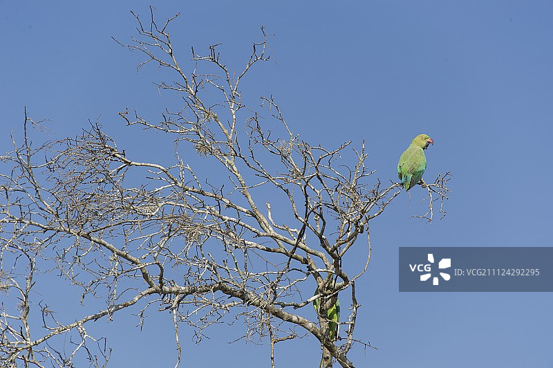 低角度的绿色鹦鹉坐在光秃秃的树在亚拉国家公园，斯里兰卡图片素材