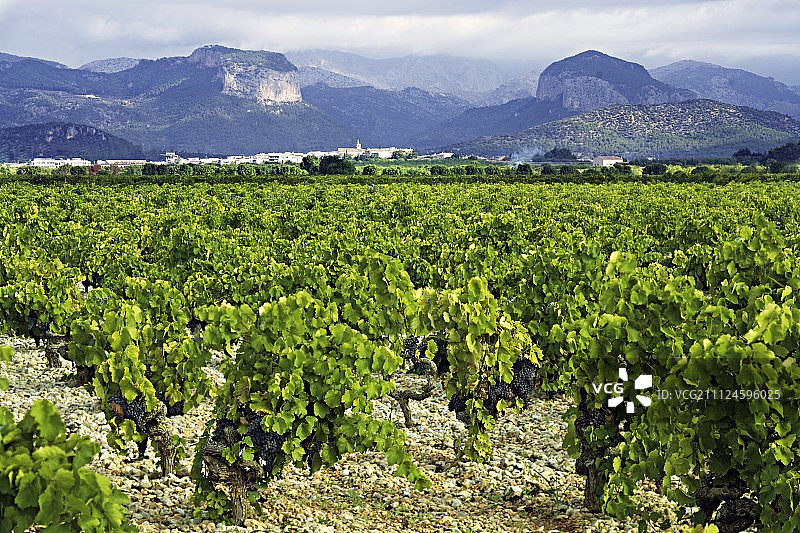 西班牙马略卡岛的葡萄园图片素材