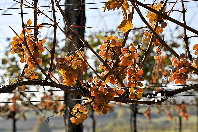 奥地利瓦格拉姆葡萄树上的红葡萄图片素材