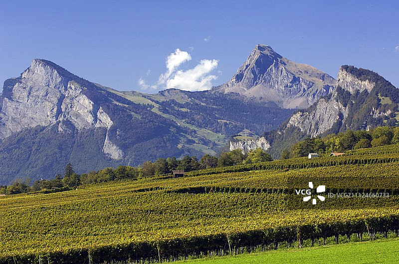 瑞士马兰格里森葡萄园的景色图片素材