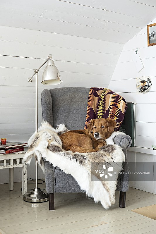 狗狗躺在兽皮毯子上，躺在舒适的灰色扶手椅上，旁边是复古的标准灯，靠在墙角的白色木墙上图片素材